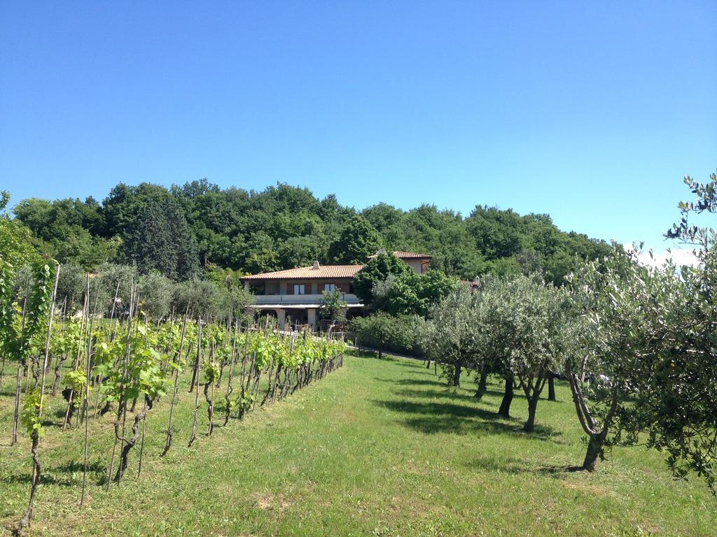 Cigui Muggia